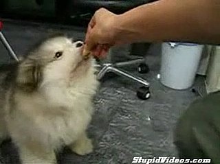 Cute Alert: Fluffy Puppy!